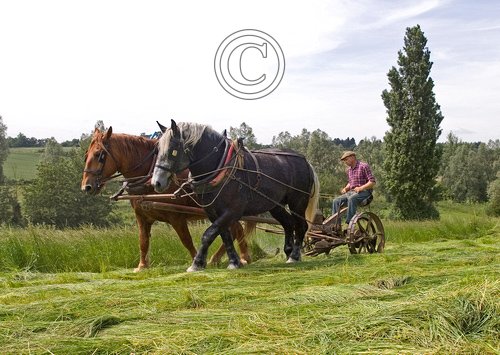 Hay Cutting 2 DM0209